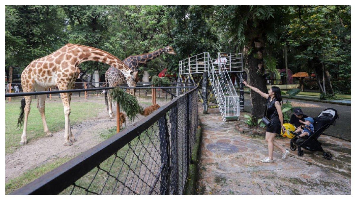 PENGJUNUNG KASIH MAKAN JERAPAH - Hanya 5,8 km dari Surabaya, nikmati wisata eksplorasi seru di kebun binatang, tempat yang sempurna untuk healing sambil belajar tentang satwa.