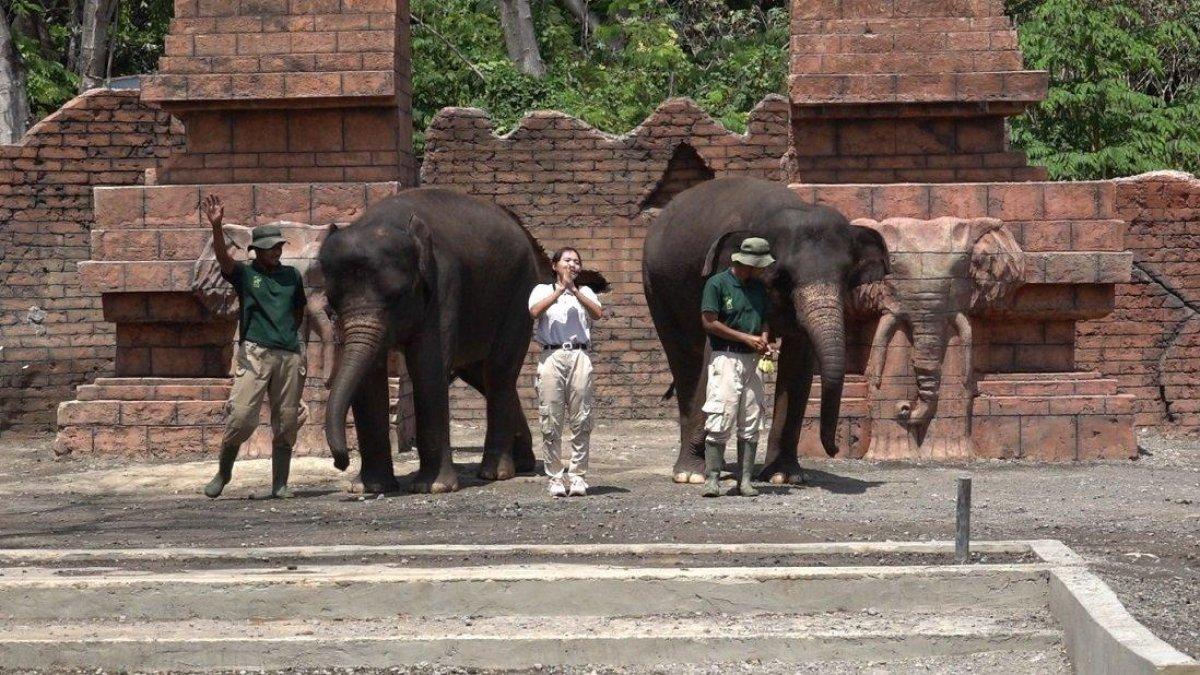 Pertunjukan satwa gajah di Solo Safari, Surakarta, Jawa Tengah dilihat oleh banyak wisatawan yang datang pada Minggu (17/12/2023).