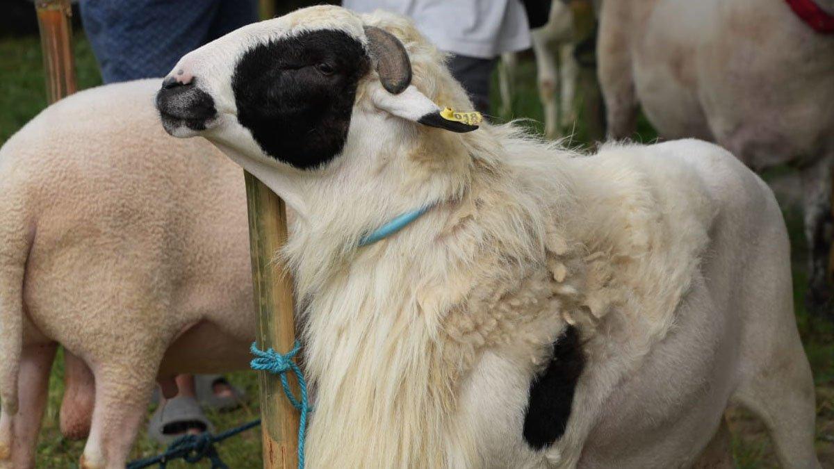 KONTES KAMBING DOMBA - Kontes Kambing Kaligesing dan Domba Lokal Klaten dalam rangka memperingati Hari Jadi Kabupaten Klaten ke-221 di Lapangan Desa Kayumas, Kecamatan Jatinom, Klaten, pada Minggu (6/7/2025).