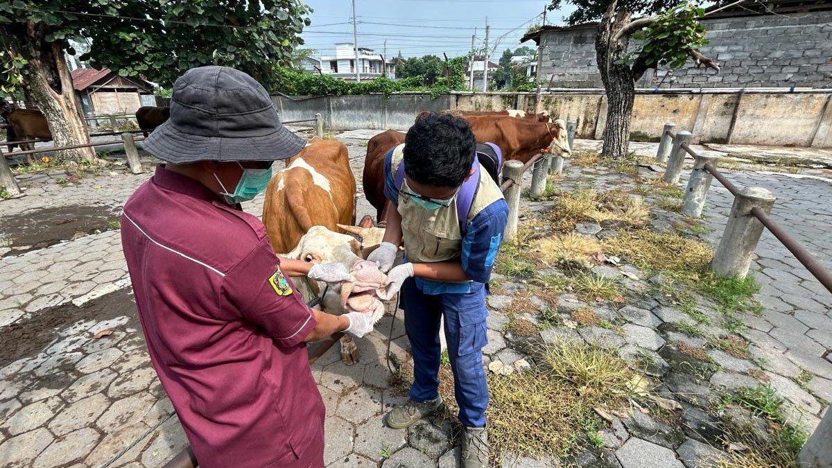 Petugas Kesehatan Hewan melakukan pemeriksaan kesehatan pada sapi yang diperdagangkan di Pasar Prambanan, Desa Kebondalem Kidul, Kecamatan Prambanan, Klaten, antisipasi penyebaran virus PMK di Klaten, pada Kamis (9/1/2024).