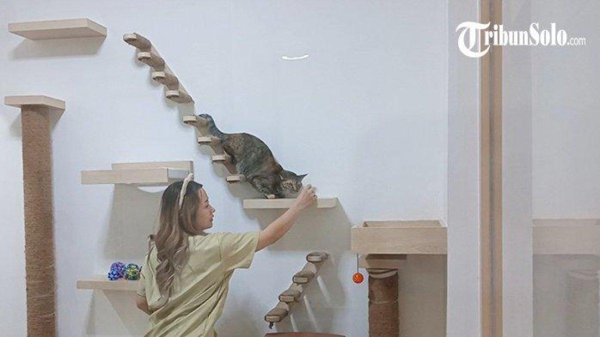 Petugas di hotel kucing Fur Seasons Pet Hotel and Daycare, Solo, mengajak bermain kucing yang menginap.