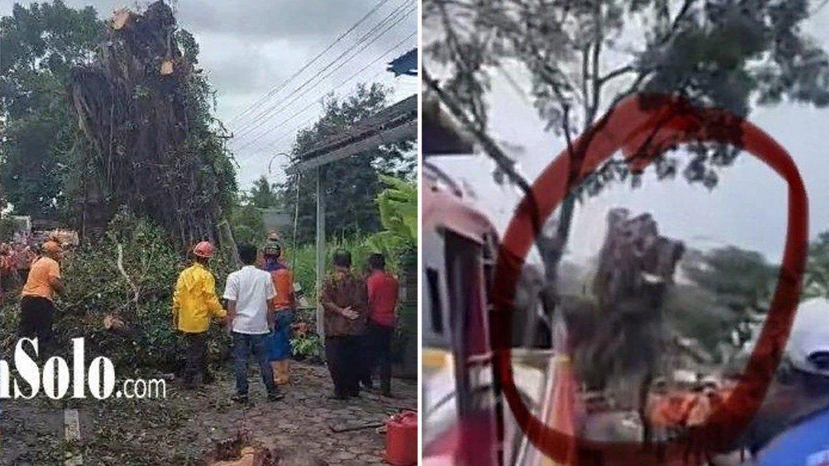 Pohon beringin yang tumbang di Dusun Jatibedug Desa Purworejo Kecamatan Wonogiri Jumat (19/1/2024) kemarin, tiba-tiba berdiri kokoh lagi.