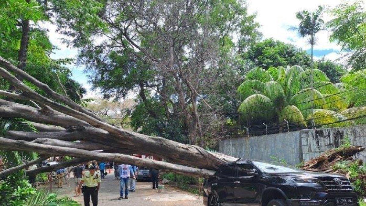 Pohon tumbang di dekat rumah calon presiden nomor urut 2, Prabowo Subianto di Jalan Kertanegara IV, Kebayoran, Jakarta Selatan, Selasa (16/1/2024) siang