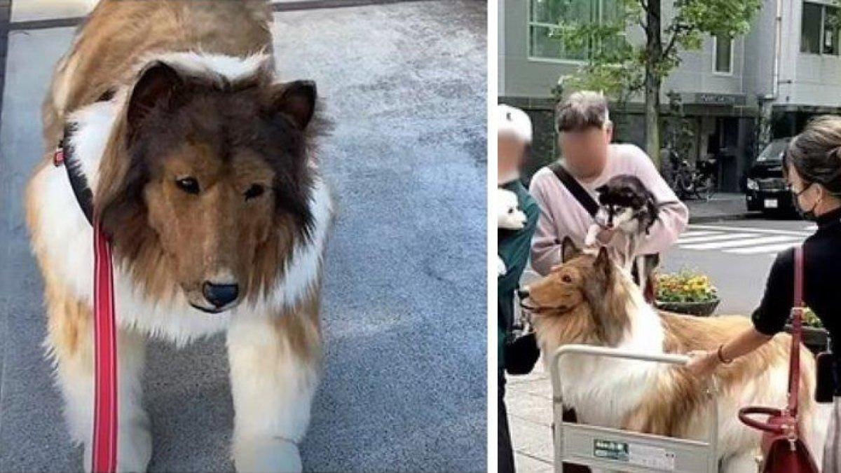 Pria Jepang bernama Toco menyamar sebagai anjing