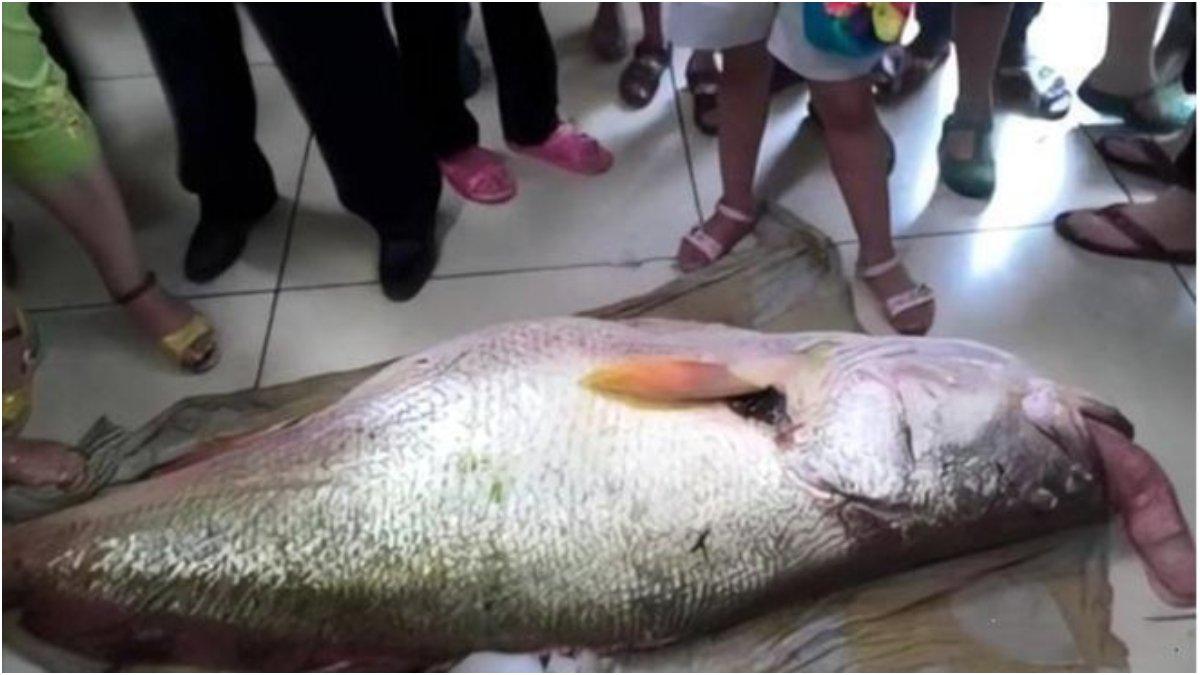 Pria bernama Ha menemukan ikan raksasa. dijual laku Rp 6 miliar.