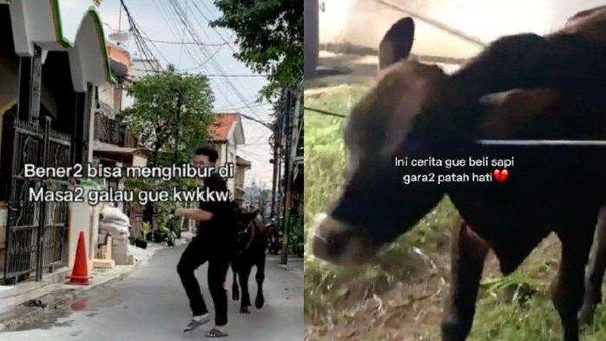 Pria lampiaskan patah hati dengan membeli sapi kini jadi hewan kurban hasilkan cuan.