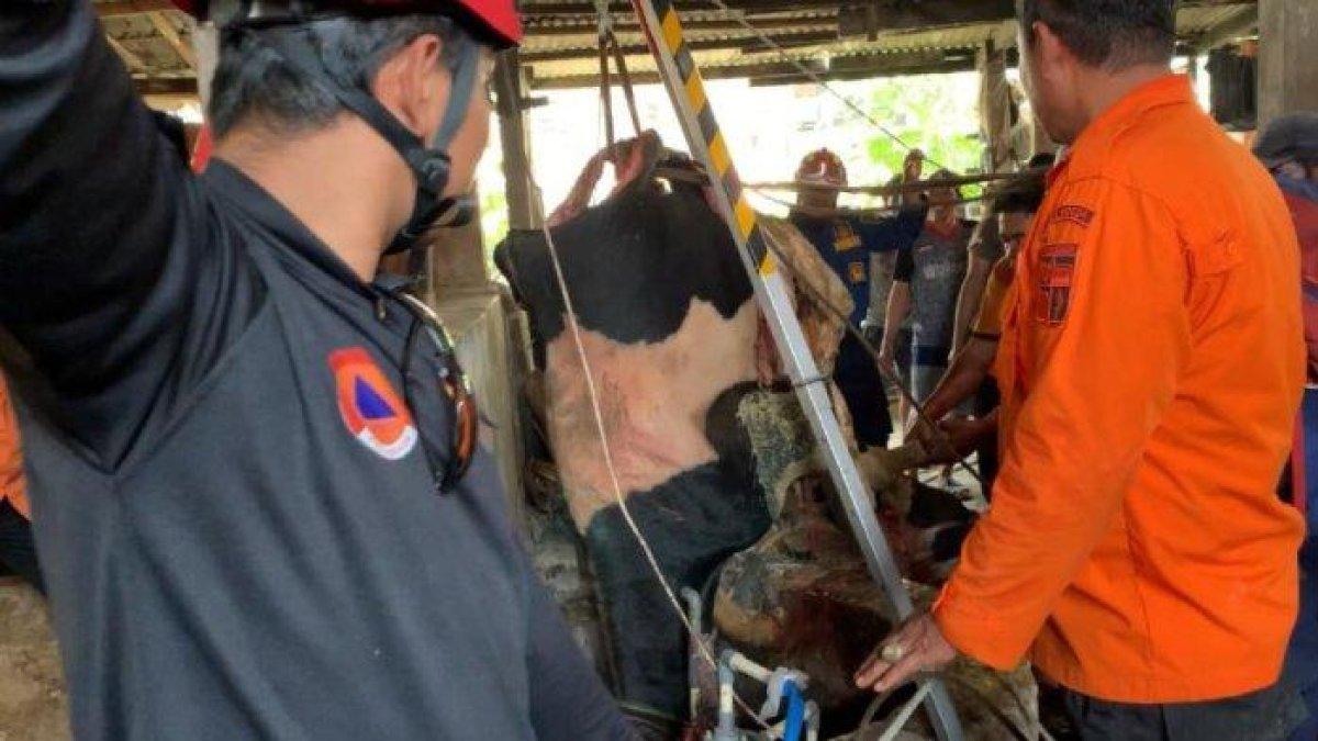 Proses evakuasi sapi yang terperosok ke dalam sumur di wilayah Kelurahan Kebon Pedes, Kecamatan Tanah Sareal, Kota Bogor