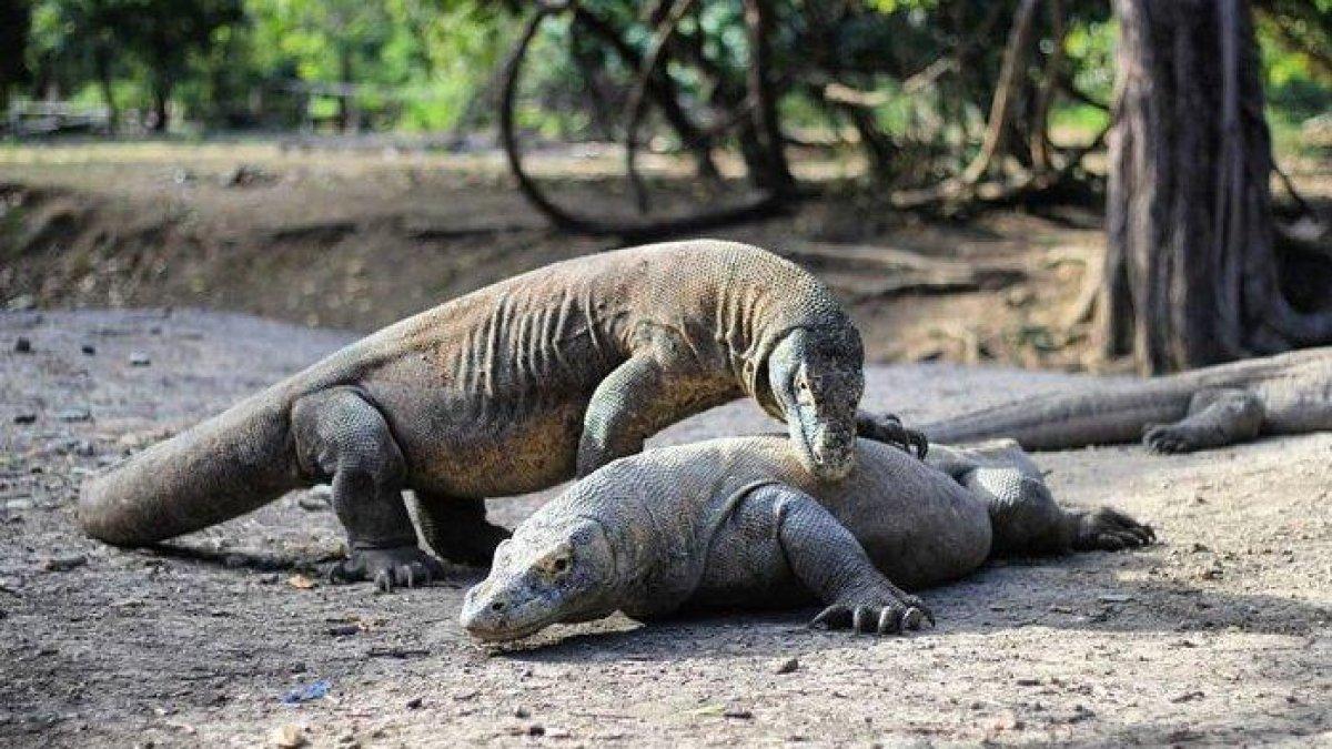 Pulau Rinca di Taman Nasional Komodo