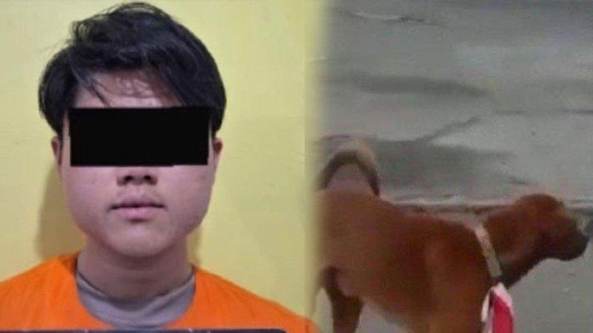 RH (22), pelaku yang memasangkan Bendera Merah Putih ke leher anjing ditahan di Polres Bengkalis, Riau, Sabtu (12/8/2023).