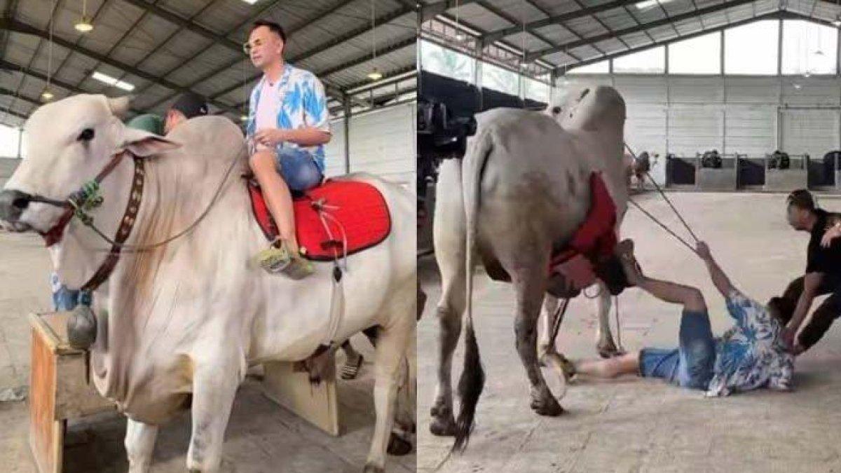 RAFFI AHMAD JATUH - Raffi Ahmad jatuh dari atas punggung sapi milik sahabatnya, Irfan Hakim.