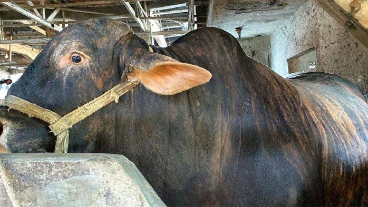 SAPI KURBAN PRABOWO - Inilah penampakan sapi kurban yang dibeli Presiden Prabowo Subianto. Sapi berjenis Sapi Brahman Cross itu memiliki bobot 1,7 ton. Presiden Prabowo Subianto membeli seekor sapi di Barokah Farm Kebon Pedes, Kecamatan Tanah Sareal, Kota Bogor, Selasa (27/5/2025).