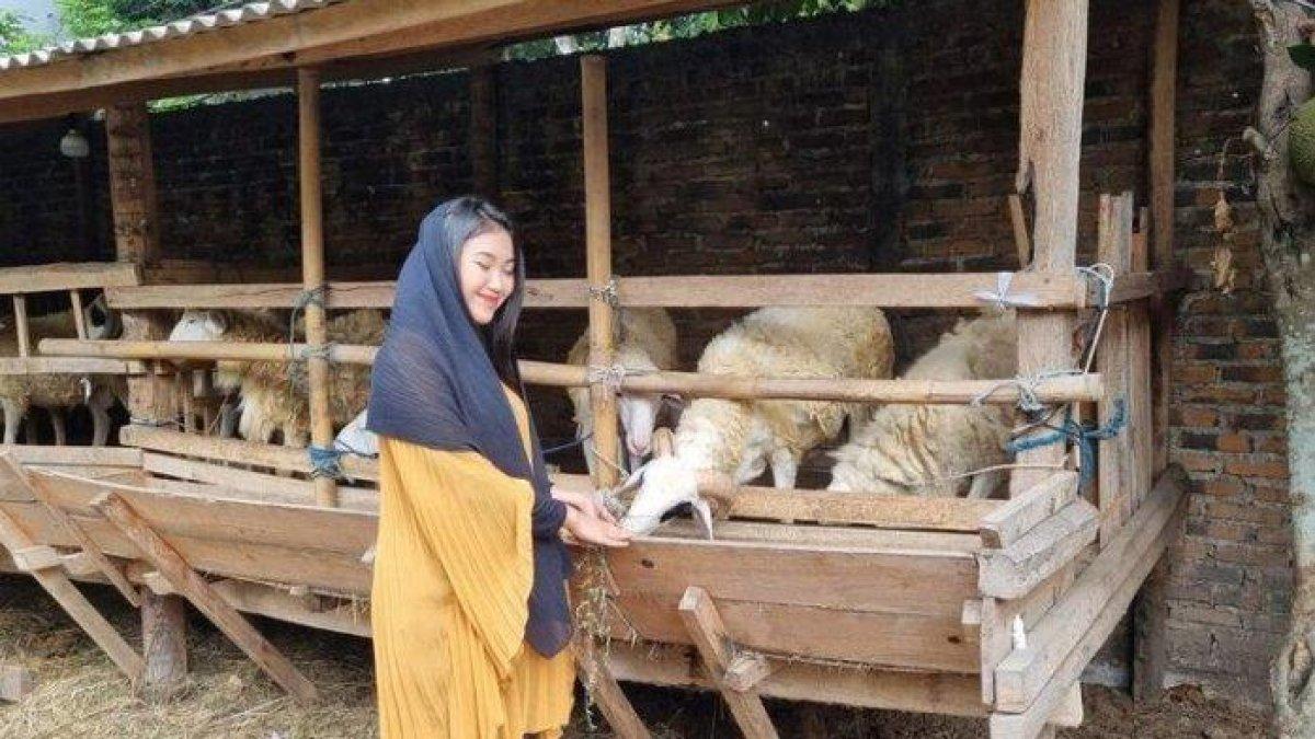 Salah satu SPG penjual kambing di Bantul, DI Yogyakarta. Rabu (29/5/2024)