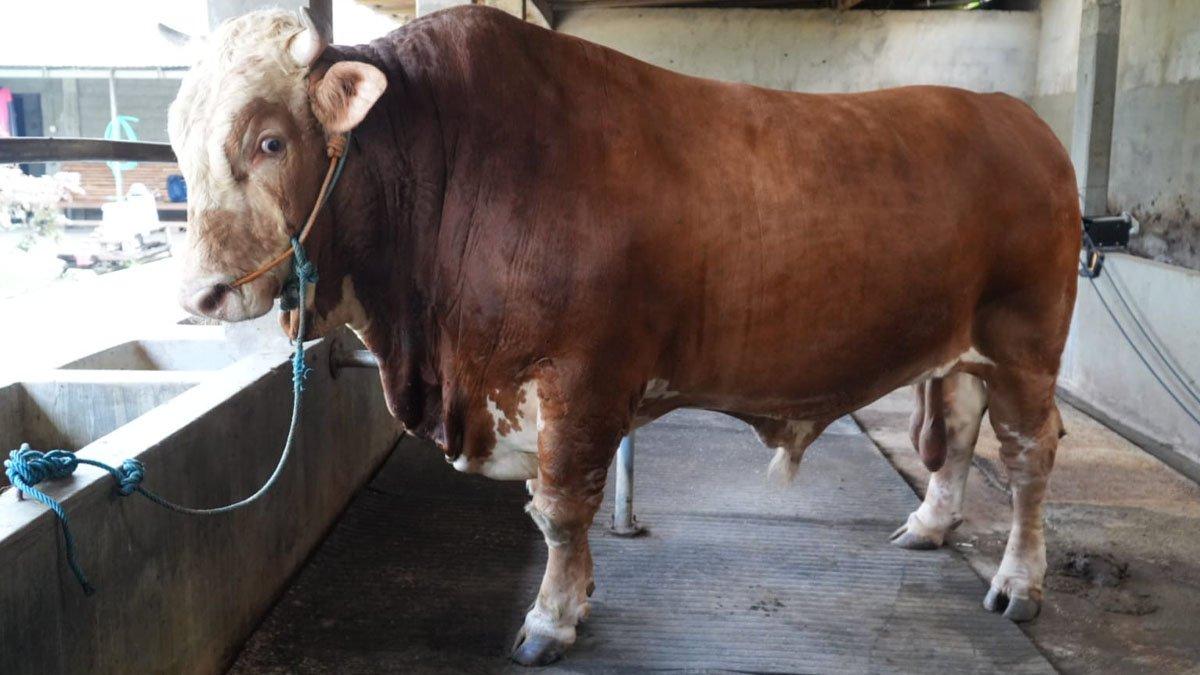 HEWAN KURBAN PRABOWO - Sapi jenis Simental Cross Limosin bernama Bisma dengan tinggi sekira 1,6 meter, panjang 2 meter dengan bobot mencapai 1,1 ton dan dibeli seharga Rp 94,5 juta oleh Presiden Republik Indonesia Prabowo Subianto.
