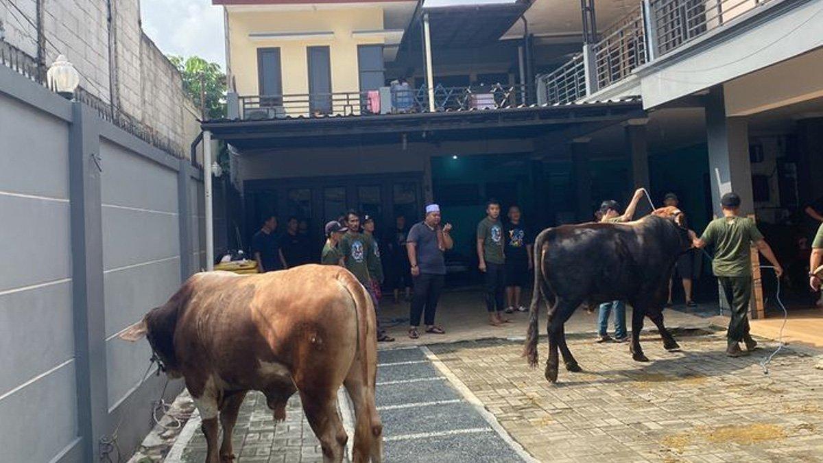 Sapi kurban Ayu Ting Ting tiba ke kediaman sang aktris