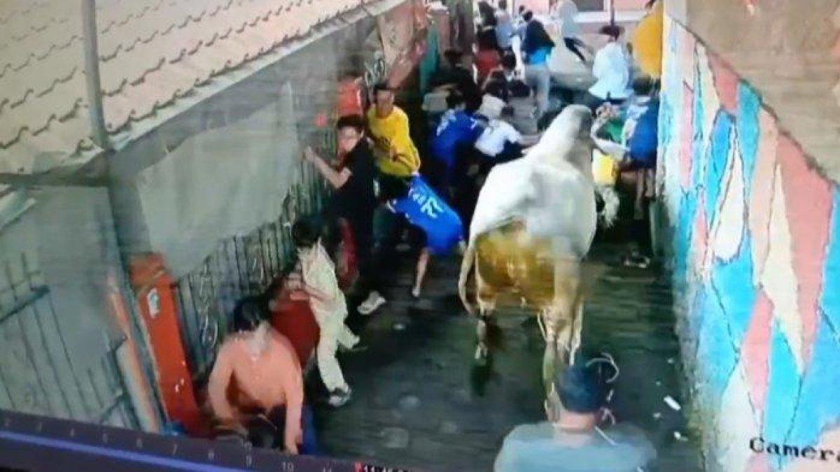 SAPI STRES - Sapi kurban yang akan disembelih saat Hari Raya Idul Adha lepas dan mengamuk. Peristiwa ini terjadi di Jalan Kopo, Gang Pabrik Kulit Selatan, Kelurahan Sukasari, Kecamatan Bojongloa Kaler, Kota Bandung, Jumat (6/6/2025).