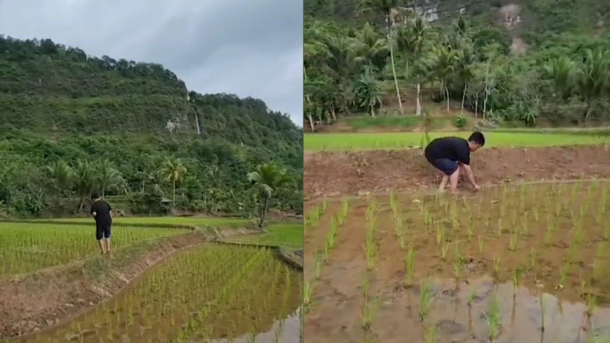 Sawah milik ayah Lesti Kejora
