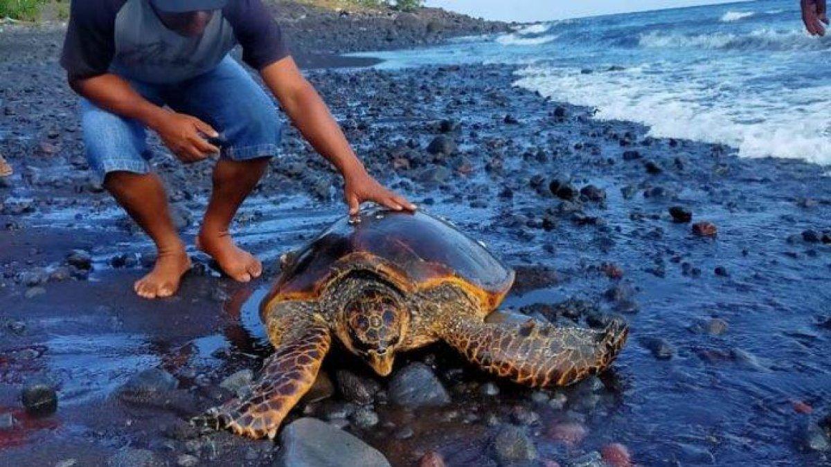 Seekor Penyu yang terdampar di Pesisir Pantai Lekoena Desa Warupele I Kecamatan Inerie Kabupaten Ngada, Minggu (19/7/2020).