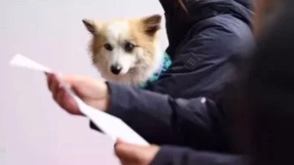 Seekor anjing viral karena menanti majikan di depan rumah, tidak tau bahwa pemiliknya tewas korban kecelakaan pesawat Jeju Air