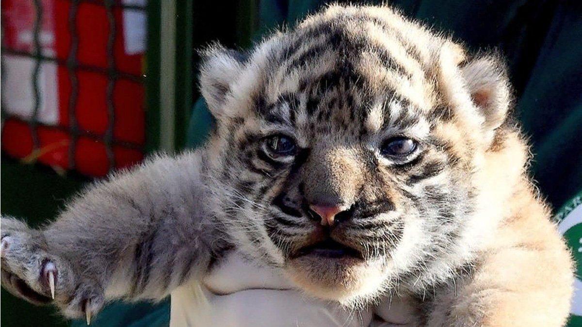 Seekor bayi harimau sumatera betina lahir di kebun binatang Bioparco di Roma Italia