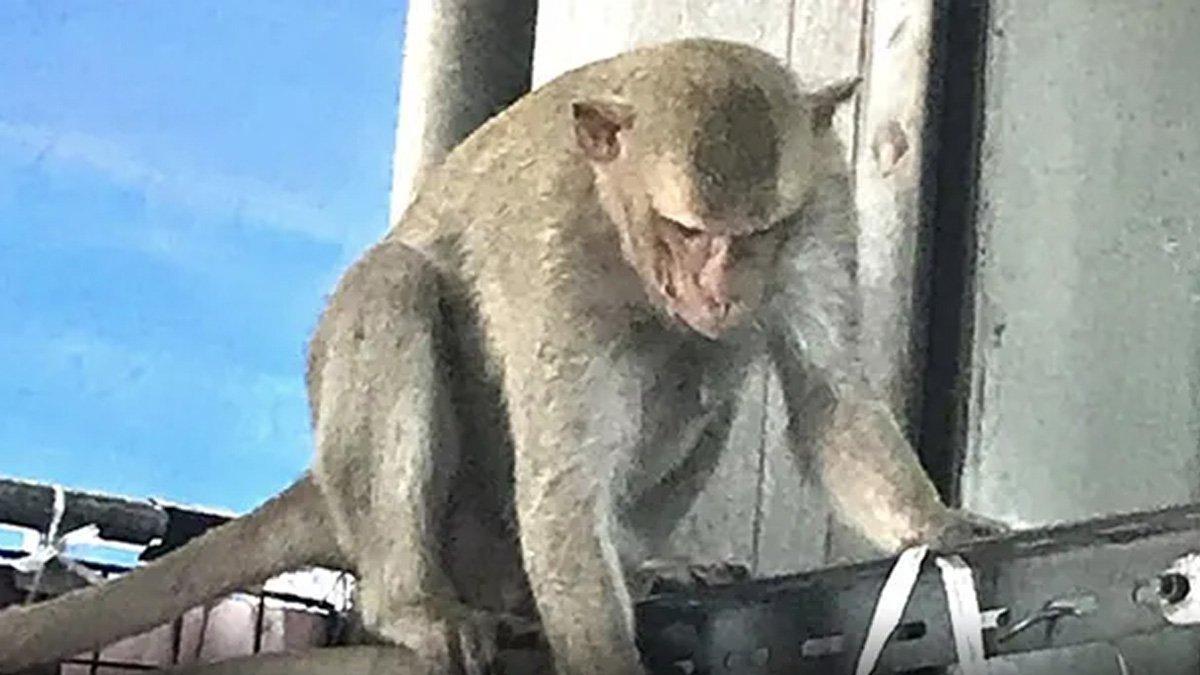 Seekor monyet di Thailang sering meresahkan warga.