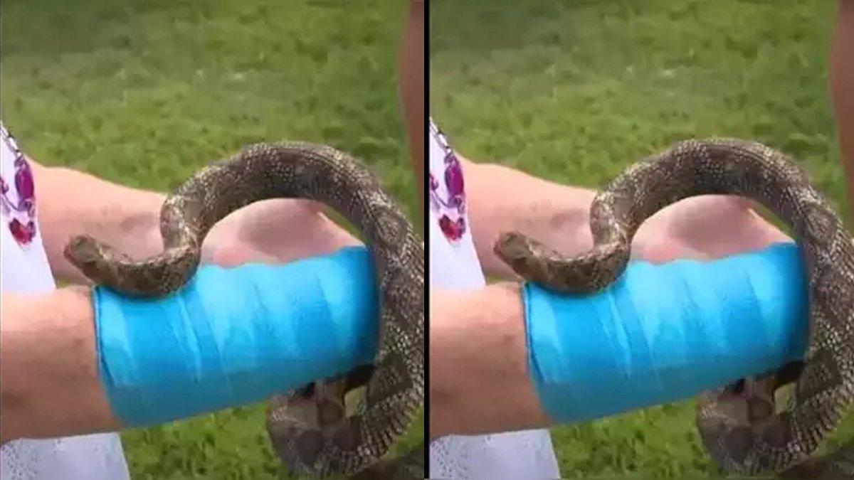 Seekor ular jatuh ke tangan seorang wanita yang tengah asyik berkebun.
