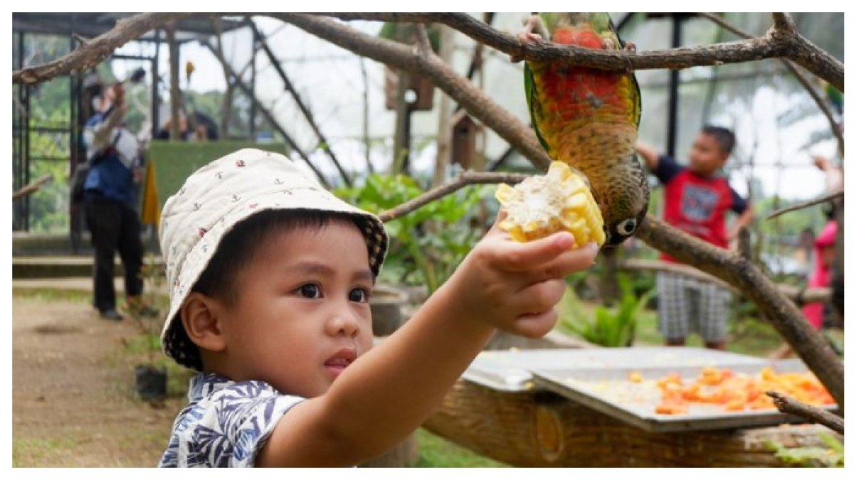 SEORANG ANAK KECIL MEMBERI MAKAN BURUNG - Seorang anak dengan gembira memberi makan burung di Lembang Park & Zoo, menikmati momen seru dan edukatif di tengah alam yang asri.