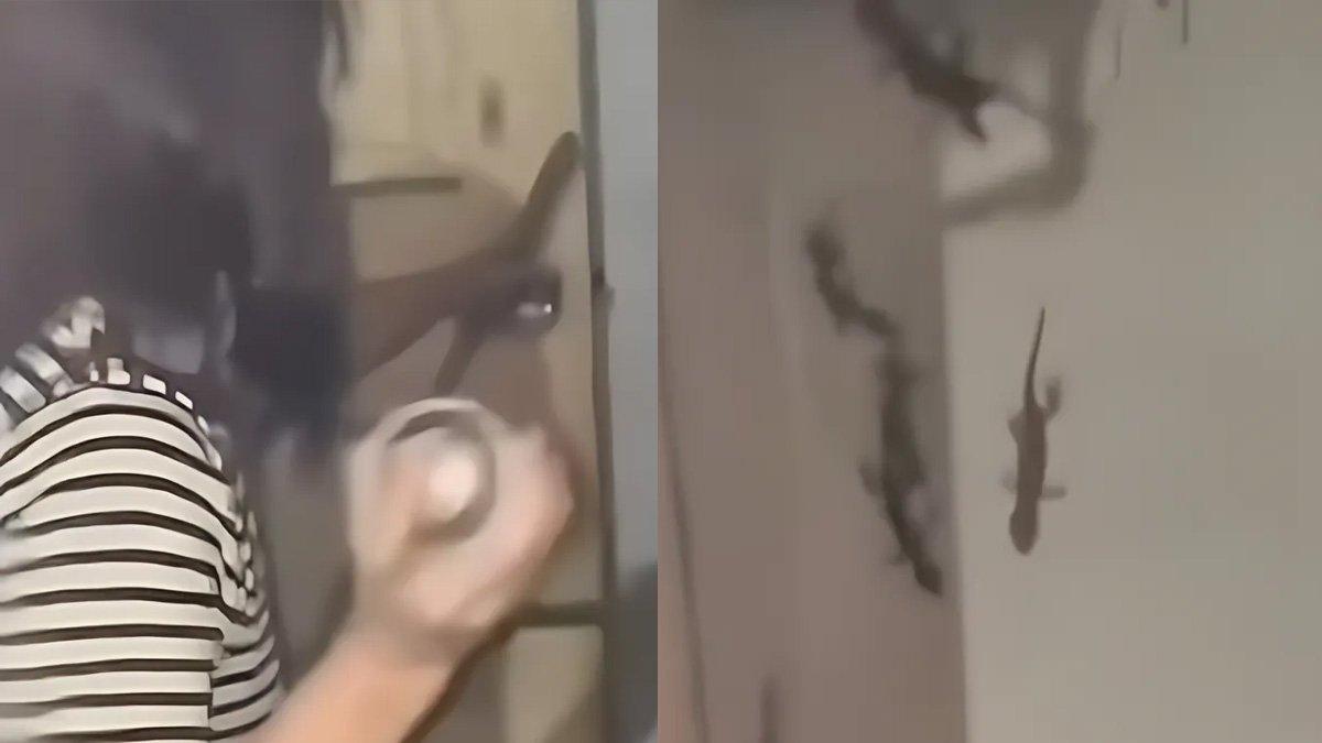 Seorang wanita mengusir tokek yang berada di balik pintu rumahnya.