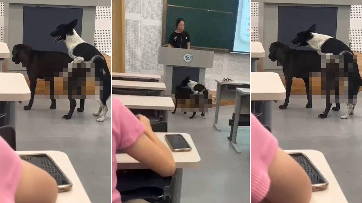 Sepasang anjing melakukan hubungan badan di dalam kelas.