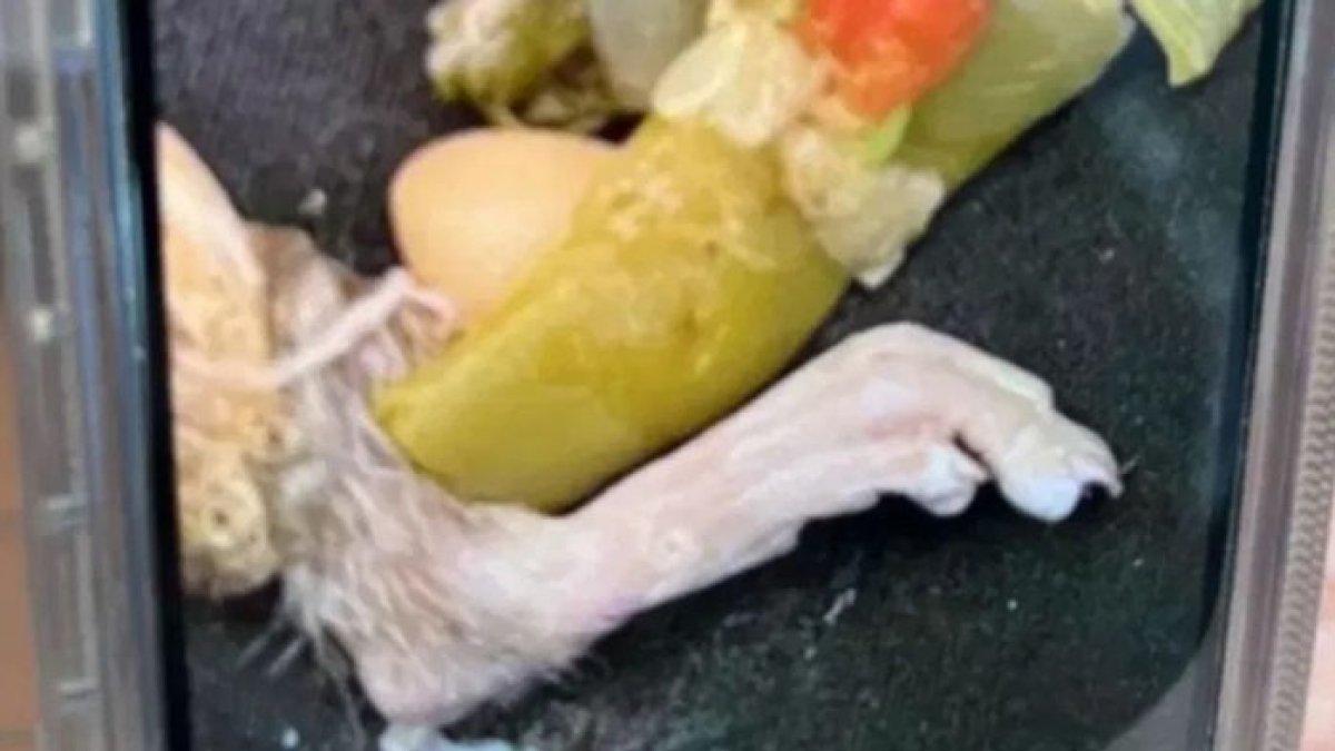 Seroang pria di Michigan syok menemukan benda asing di dalam sup yang dipesannya, syok lihat ada kaki tikus
