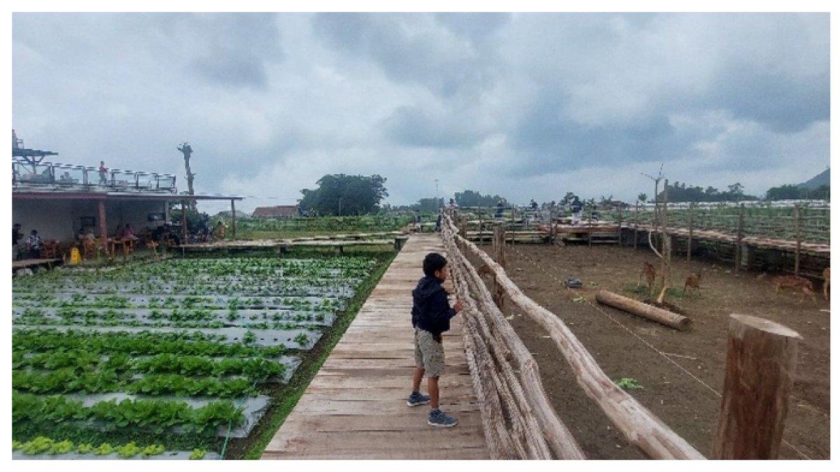SUASANA di DESA PAGI HARI - Cuma 26 Km dari Magelang, Nikmati kopi sambil bermain bersama rusa, pengalaman unik yang cocok untuk liburan Lebaran 2025 bersama orang tercinta.