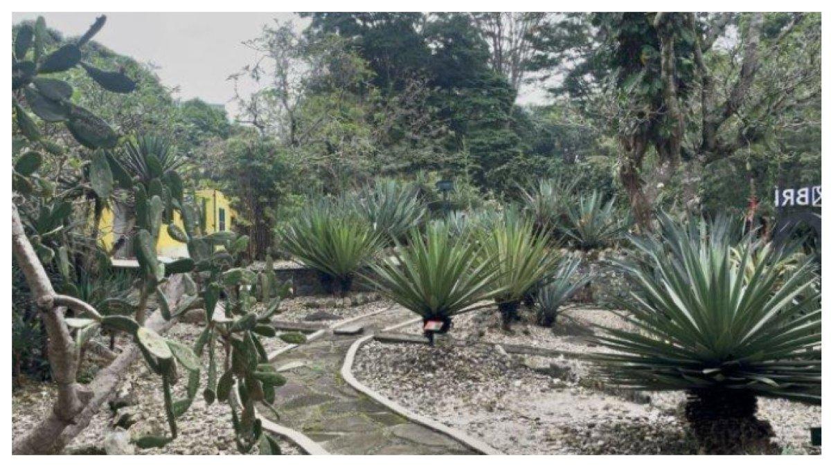 TAMAN MEKSIKO - Taman Meksiko di Kebun Raya Bogor menghadirkan suasana gurun dengan koleksi kaktus, agave, dan tanaman khas daerah kering dari berbagai belahan dunia.
