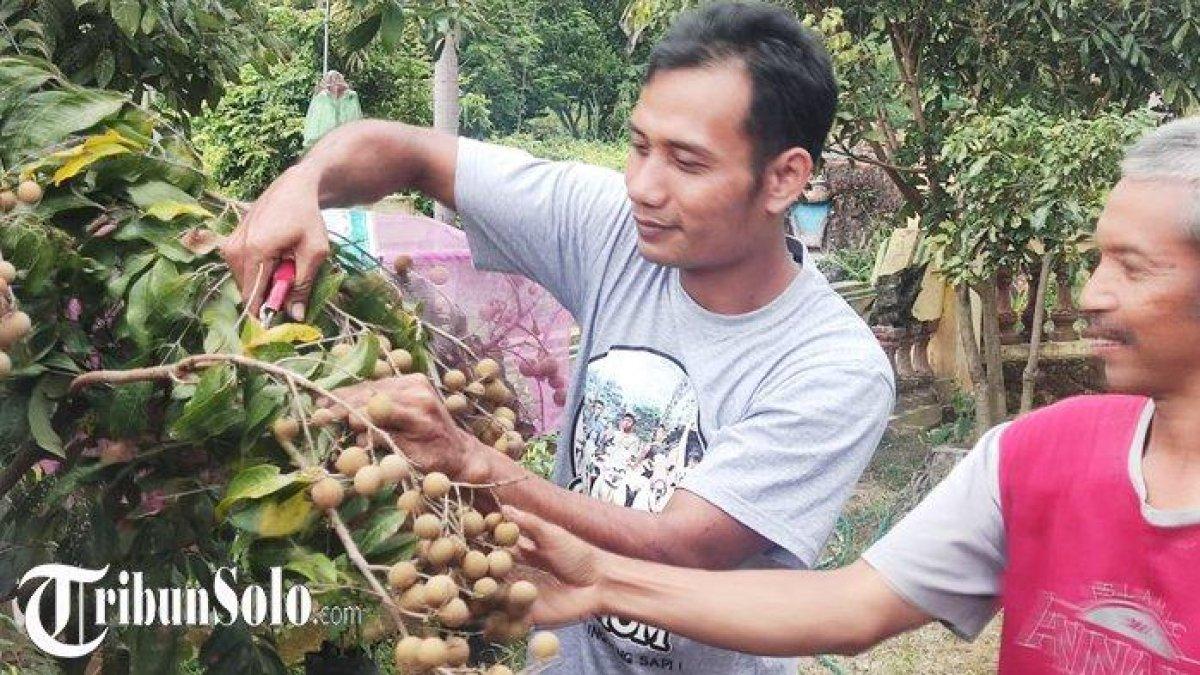 Supri dan Wiyono sedang menunjukkan pohon kelengkeng