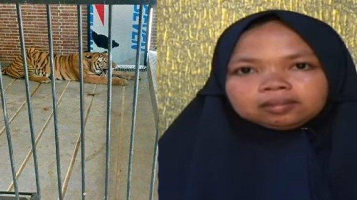 Suwarni pilu, tengah hamil 7 bulan, suaminya kini tewas diterkam harimau milik majikan