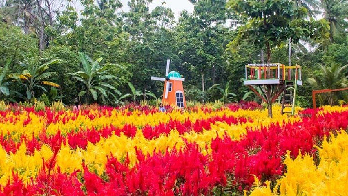 Taman Bunga Kebon Asri di Bayat, Klaten yang bernuansa Negeri Belanda.