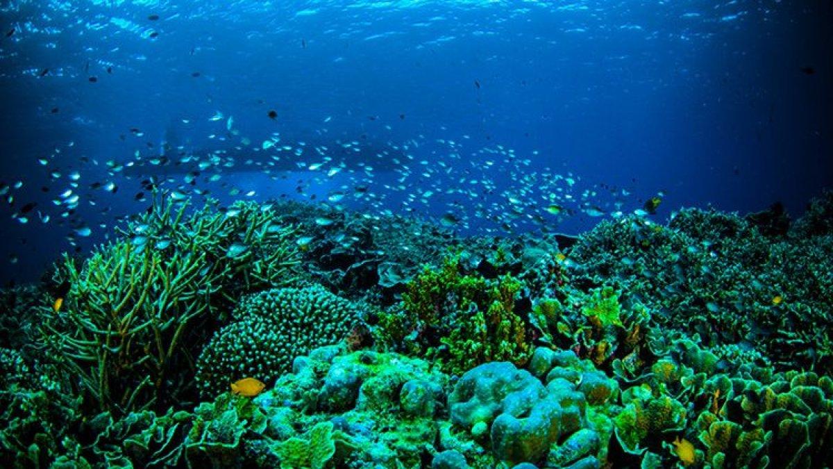TAMAN LAUT BUNAKEN - Keindahan Taman Laut Bunaken di Manado
