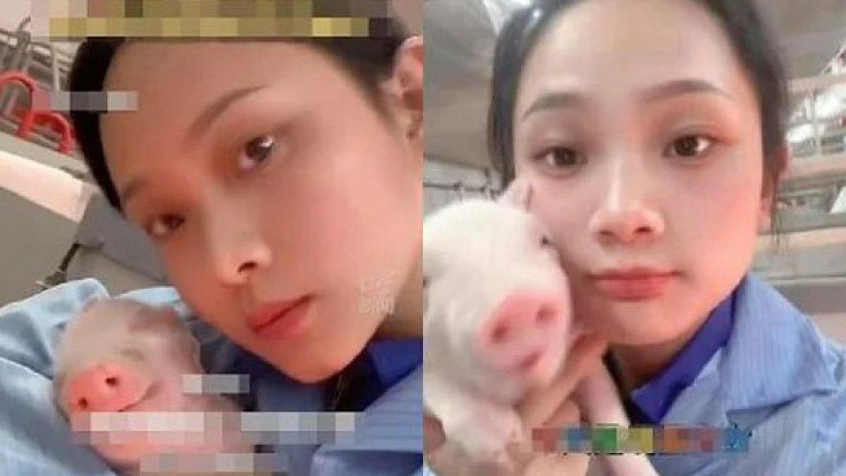 Tieu Chau kerja jadi peternak babi