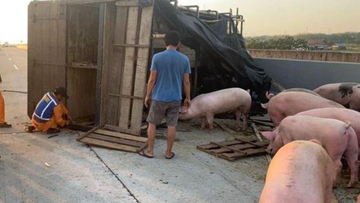 Truk pengangkut babi terguling di Tol Ngawi-Kertosono KM 651.600/B Nganjuk, Kamis (19/10/2023) sore.