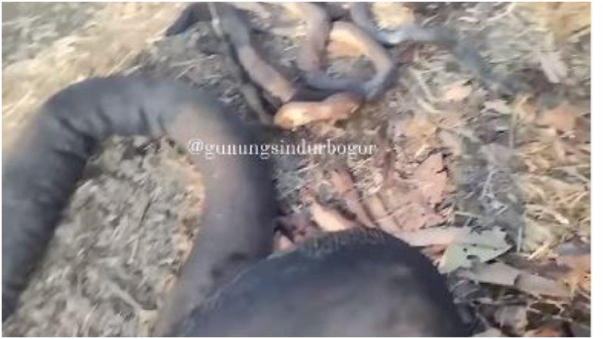 Ular ukuran raksasa hangus terpanggang usai kebakaran lahan di Gunung Sindur