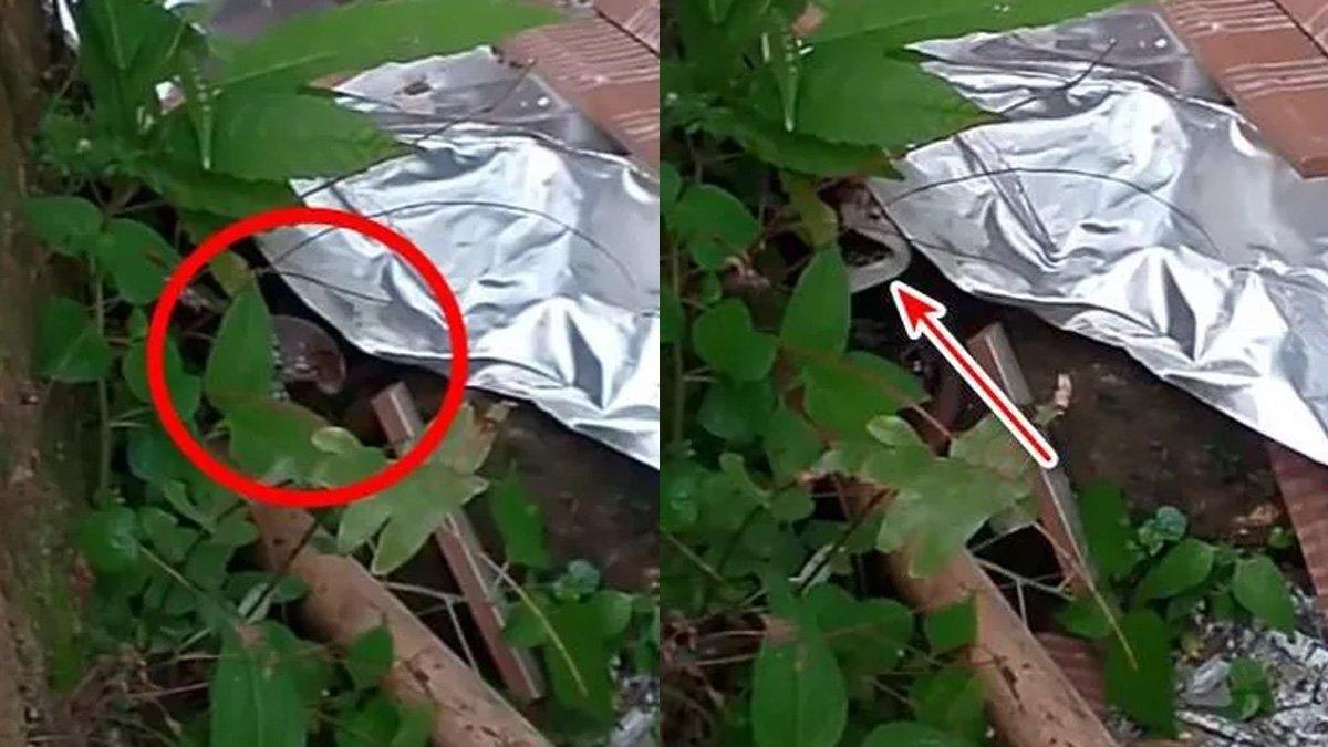 Ular yang berganti kulit di kamar akhirnya ditemukan.