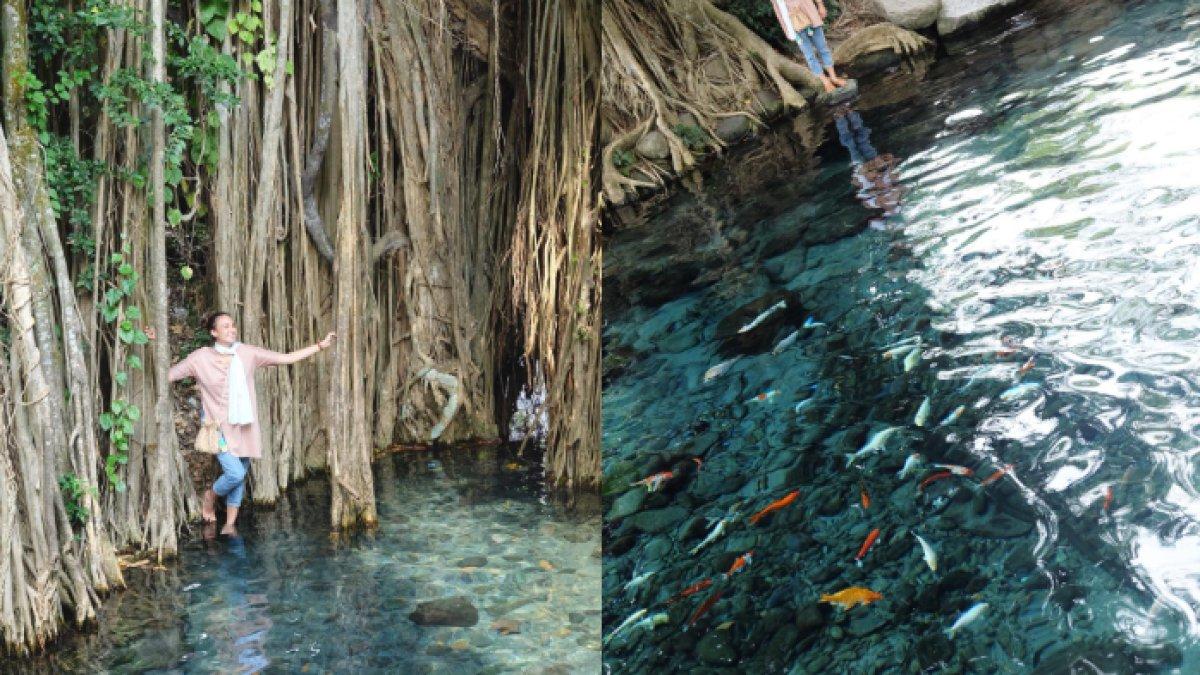 UMBUL SIGEDANG - Ini pesona Umbul Sigedang yang berlokasi di Klaten, Jawa Tengah, artis cantik Nadine Chandrawinata pernah menikmati keindahannya