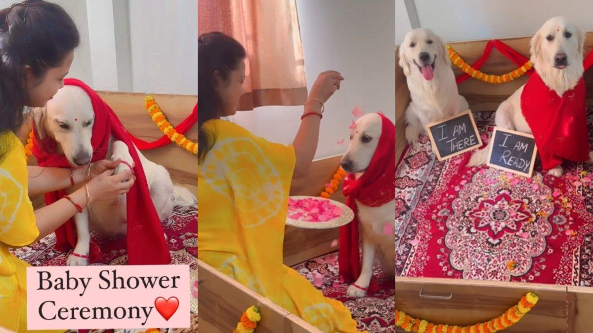 Video wanita gelar acara baby shower untuk anjingnya yang mau melahirkan
