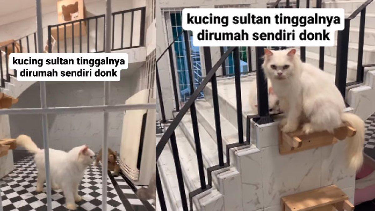 Viral fasad rumah kucing mewah, dilengkapi AC