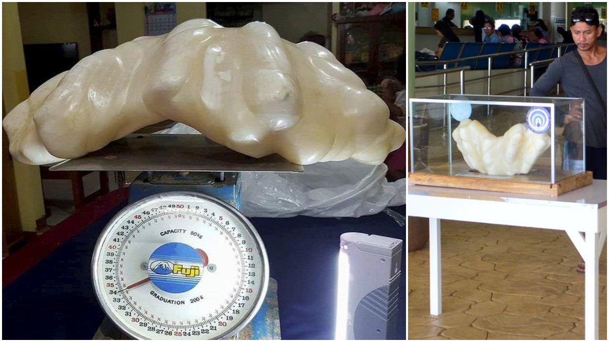 Seorang nelayan tak tahu sudah lama simpan mutiara seberat 34 kg di bawah kasur, didapat pas mancing. 