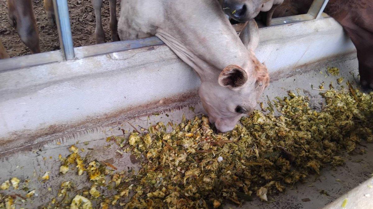Viral peternakan bernama Bangkok Halal Beef di Thailand, sapi ternak diberi dfv