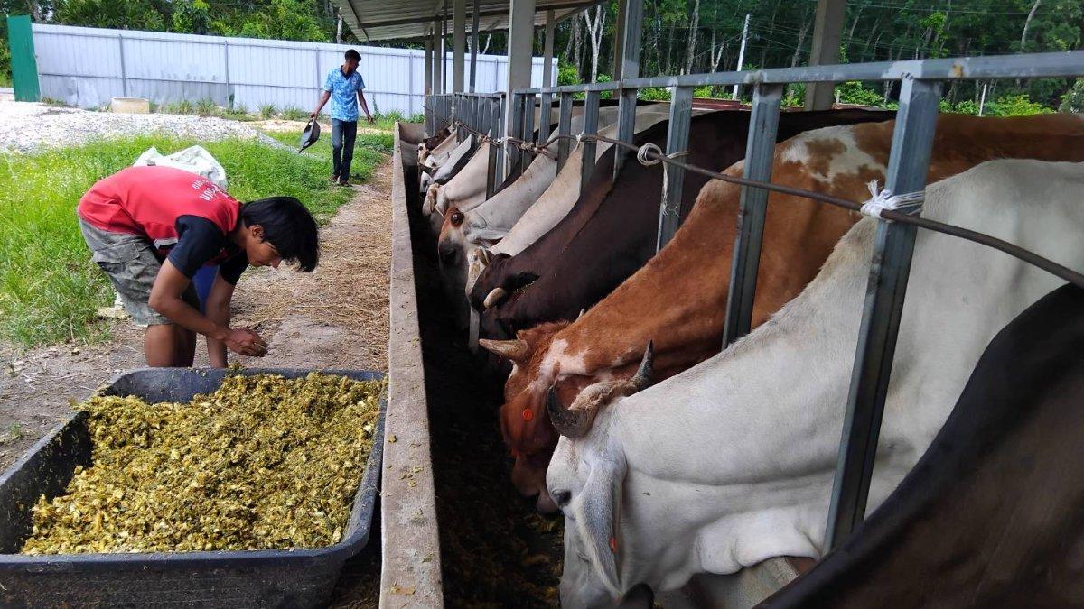 Viral peternakan bernama Bangkok Halal Beef di Thailand, sapi ternak diberi makan kulit d