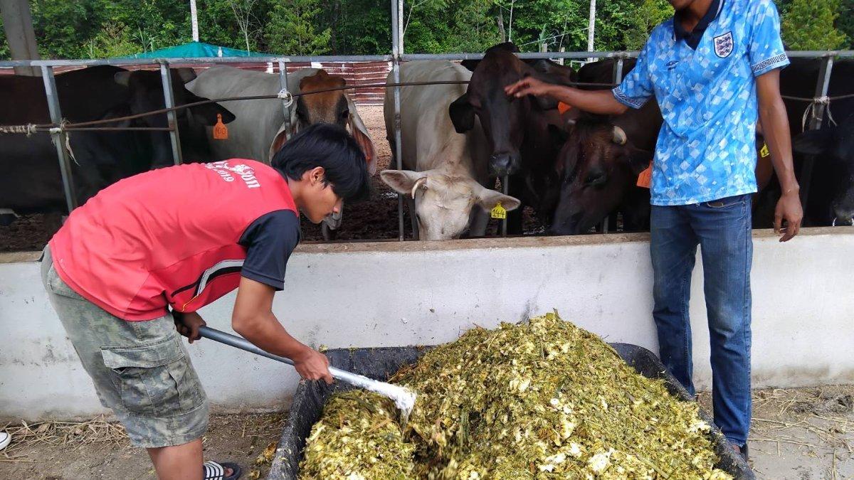 Viral peternakan bernama Bangkok Halal Beef di Thailand, sapi ternak diberi makan kulit durian