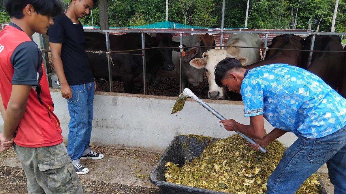 Viral peternakan bernama Bangkok Halal Beef di Thailand, sapi ternak diberi makan