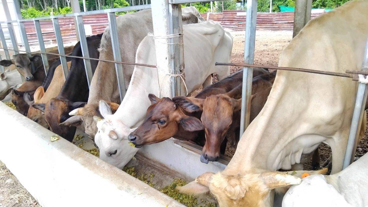 Viral peternakan bernama Bangkok Halal Beef di Thailand, sapi ternak diberi mvfsd