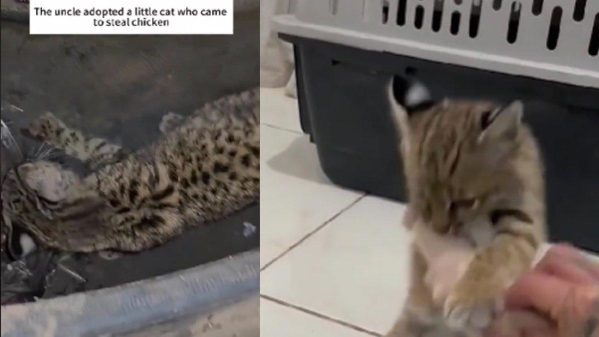 Viral seorang pria mengadopsi kucing liar malang, setelah dewasa pria ini syok dengan postur tubuh kucing tersebut