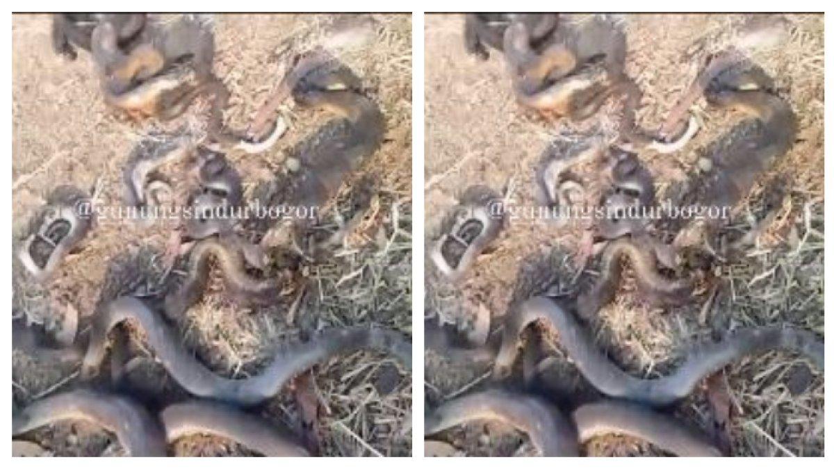 Viral ular-ular hangus usai kebakaran lahan di Gunung Sindur (1)